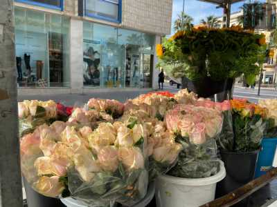 ... ricco di rose, margherite, tulipani e piantine di vario genere